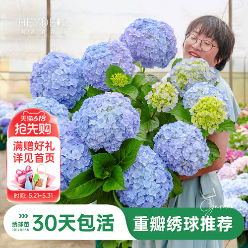 海蒂的花园重瓣绣球阳台庭院可种