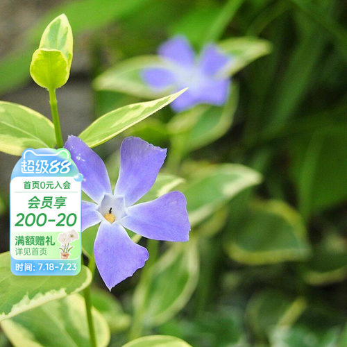 海蒂的花园花叶蔓长春多年生