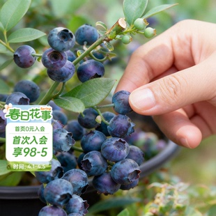 花园旗舰店蓝莓树果苗北方可种绿植庭院盆栽蓝莓树果苗阳台 海蒂