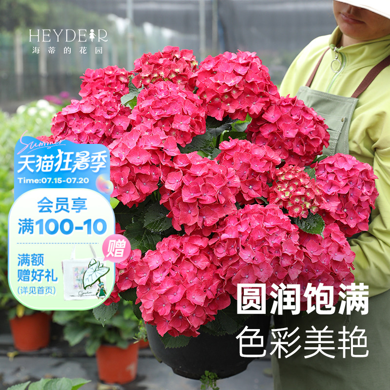 海蒂的花园闪电大花绣球花卉
