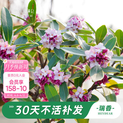 海蒂的花园金边瑞香阳台花卉