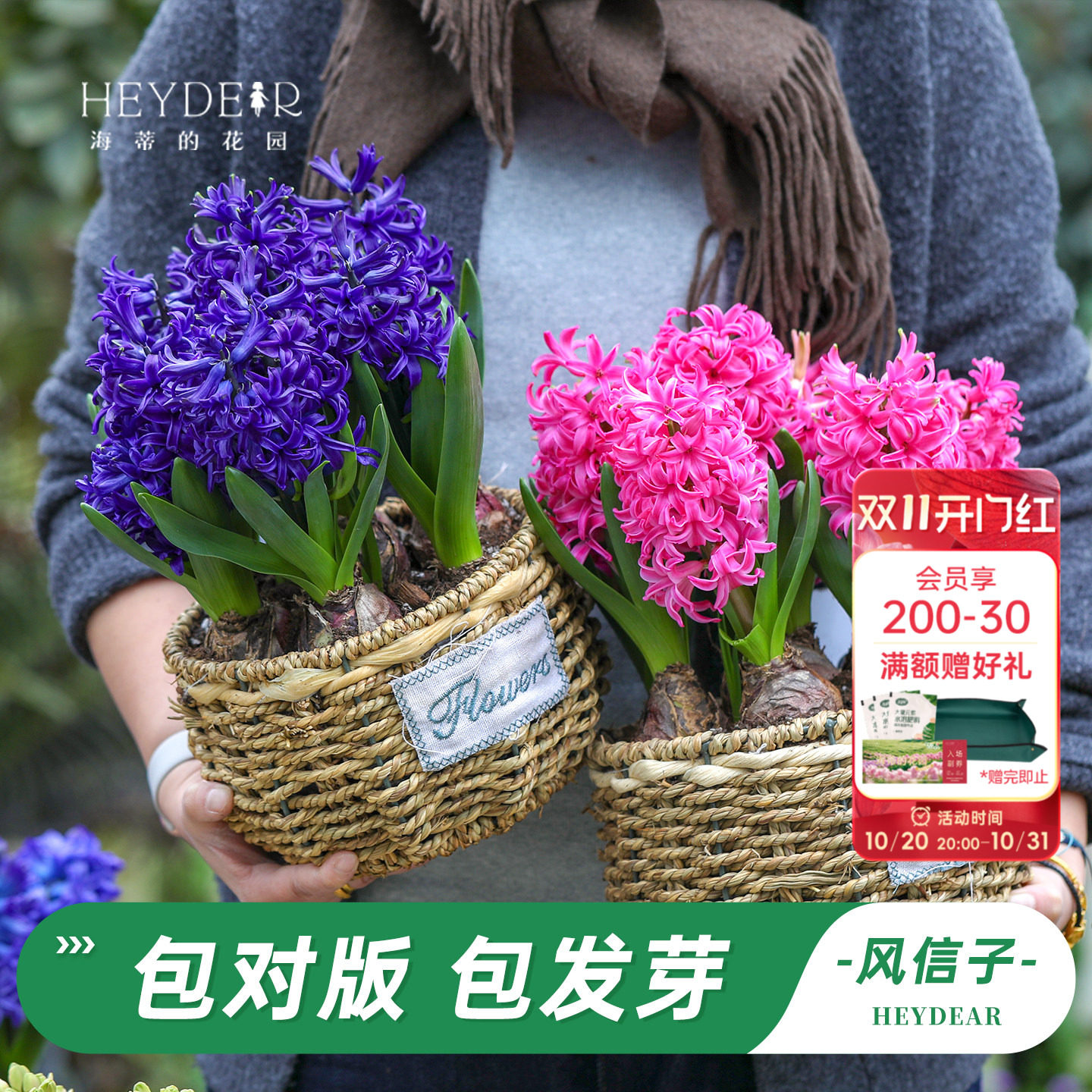 海蒂的花园旗舰店风信子种球球根阳台盆栽地栽水培花卉植物预售