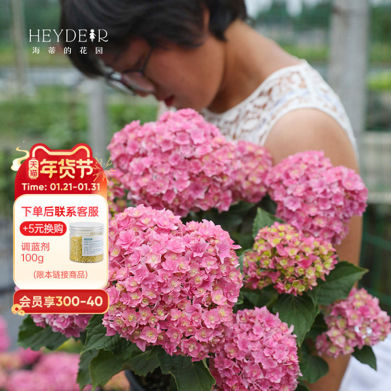 海蒂的花园绣球花苗太阳神殿花手鞠万华镜庭院阳台花卉植物盆栽,鲜花速递/花卉仿真/绿植园艺,绣球/木绣球/木本植物,淘宝优惠券,粉丝福利购,淘宝优惠卷