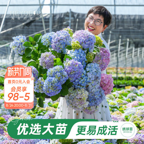 海妈家自产绣球花苗新手易养