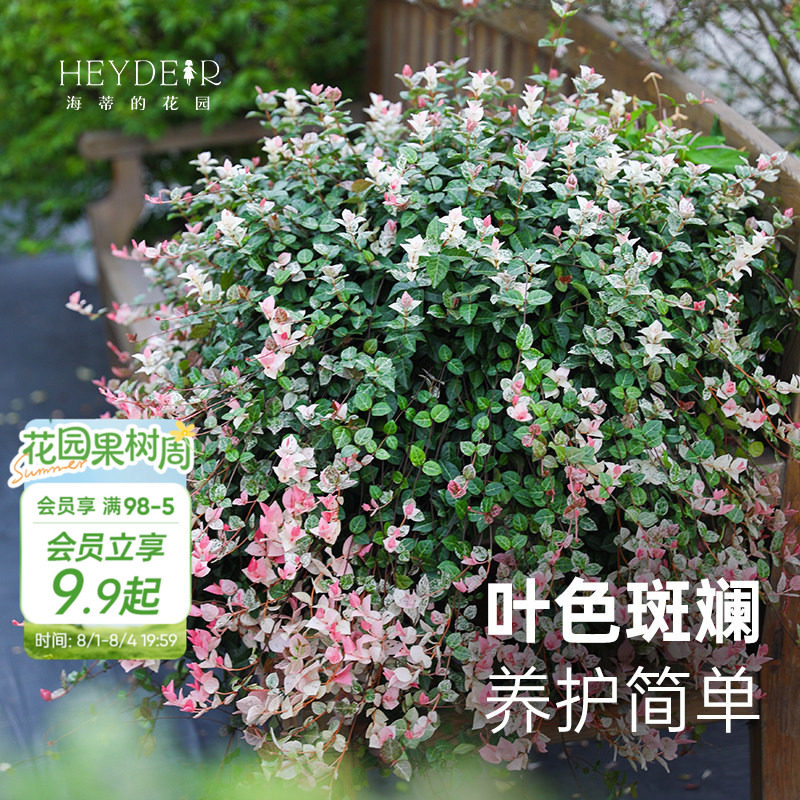 海蒂的花园官方旗舰店花叶络石盆栽苗垂吊观叶耐热花卉植物护盆草