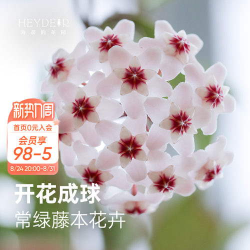 球兰耐阴开花植物花卉