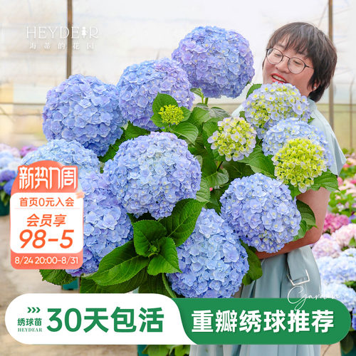 海蒂的花园重瓣绣球阳台庭院可种