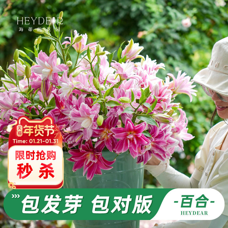 海蒂的花园旗舰店香水百合种球重瓣春百合进口球根好养花园庭院花,鲜花速递/花卉仿真/绿植园艺,种球/裸根,淘宝优惠券,粉丝福利购,淘宝优惠卷