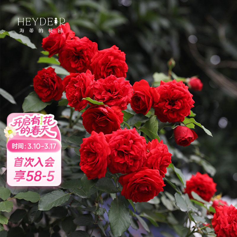 海蒂的花园 红苹果月季红色多头开花勤花阳台庭院植物花卉盆栽苗