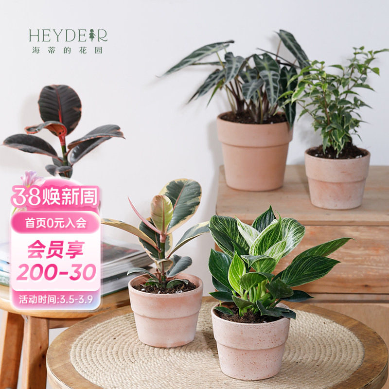 海蒂的花园旗舰店室内植物盆栽龟背竹铂金钻蔓绿绒桌面小绿植办公