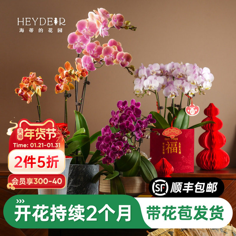 海蒂的花园旗舰店蝴蝶兰带花盆栽花苗带花苞年宵花植物室内花,鲜花速递/花卉仿真/绿植园艺,国兰/杂交兰/洋兰类,淘宝优惠券,粉丝福利购,淘宝优惠卷