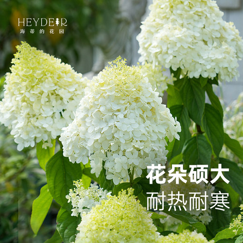 海蒂的花园圆锥绣球耐热耐寒地栽