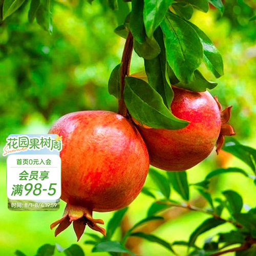 海妈花园石榴树树苗家庭园艺果树