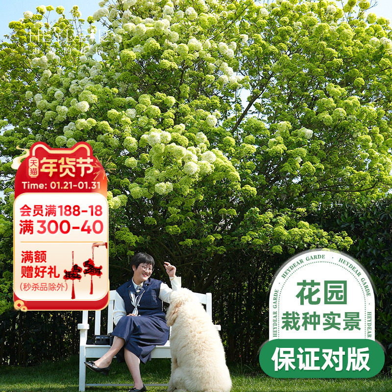 海蒂的花园中华木绣球斗球大苗欧洲木绣球花卉盆栽庭院花卉植物,鲜花速递/花卉仿真/绿植园艺,绣球/木绣球/木本植物,淘宝优惠券,粉丝福利购,淘宝优惠卷