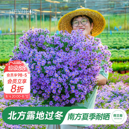 南方耐热北方露地过冬的菊花盆栽