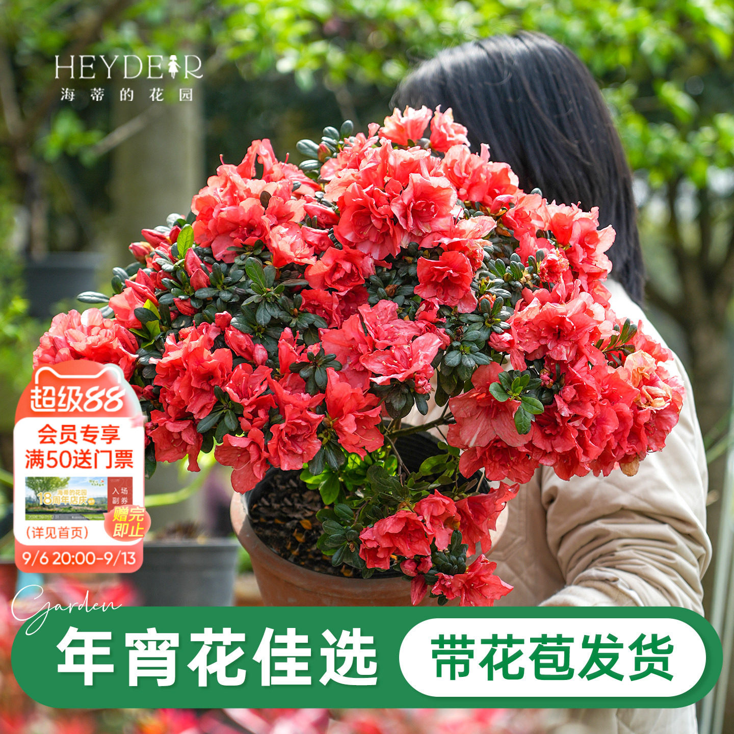 杜鹃花花卉阳台盆栽耐阴植物图片