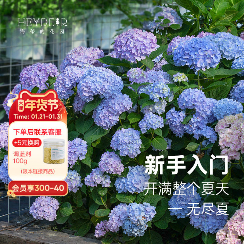 海蒂的花园旗舰店海妈花园大花绣球花苗无尽夏绣球花阳台植物盆栽,鲜花速递/花卉仿真/绿植园艺,绣球/木绣球/木本植物,淘宝优惠券,粉丝福利购,淘宝优惠卷