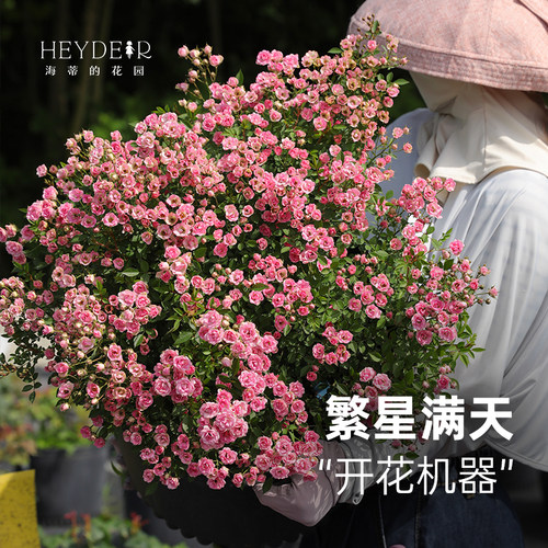 丰花灌木月季花量大花期长