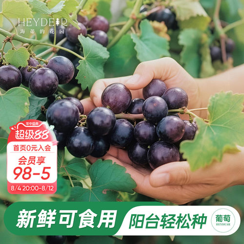 海蒂的花园圆叶葡萄果树苗阳台庭院皮实好养耐热盆栽地栽爬藤果苗