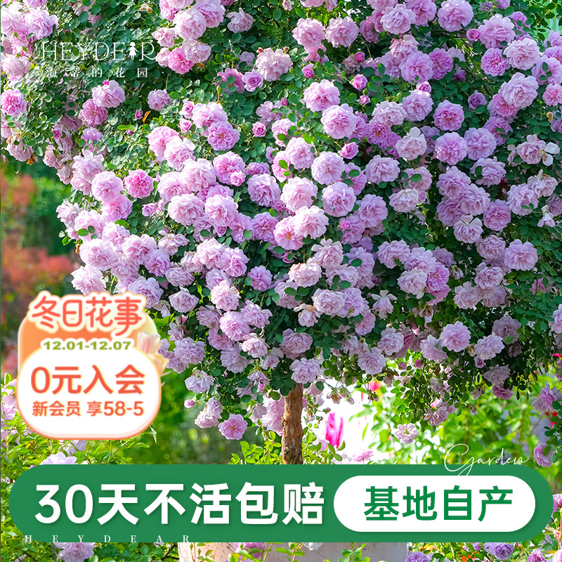 基地自产月季花苗累计销售30万+