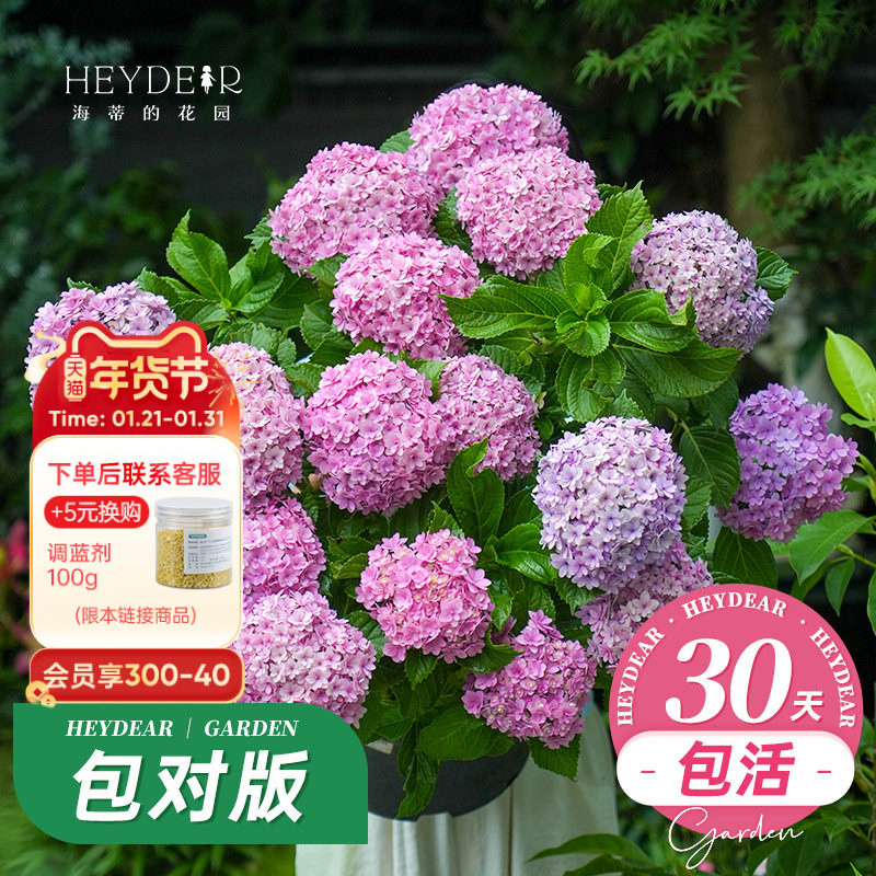 海蒂的花园旗舰店绣球花盆栽重瓣大花绣球花苗庭院阳台花卉绿植,鲜花速递/花卉仿真/绿植园艺,绣球/木绣球/木本植物,淘宝优惠券,粉丝福利购,淘宝优惠卷