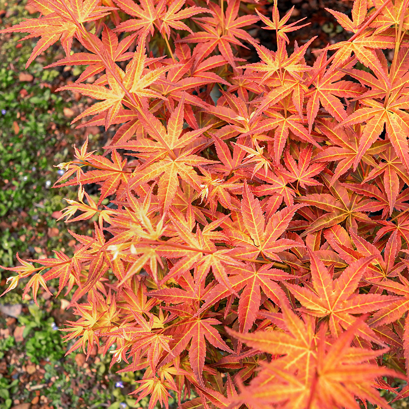 海蒂的花园红枫树苗庭院园林观叶四季好养室外易活植物盆栽地栽苗 电子元器件市场 其它元器件 原图主图