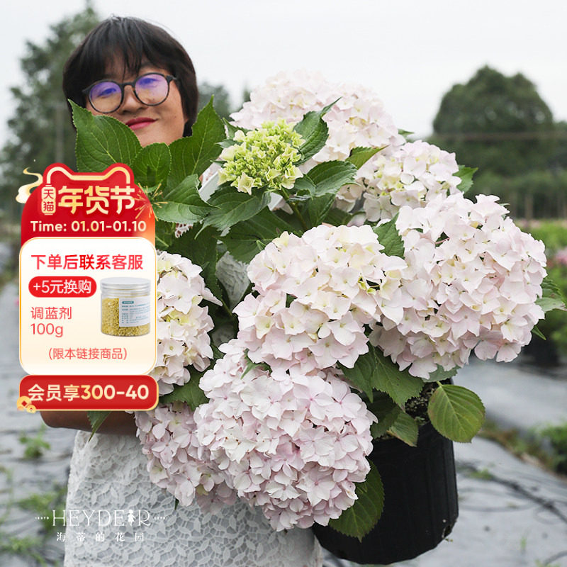 海蒂的花园青岛绣球大花粉白色可爱耐阴阳台露台花卉植物盆栽花苗