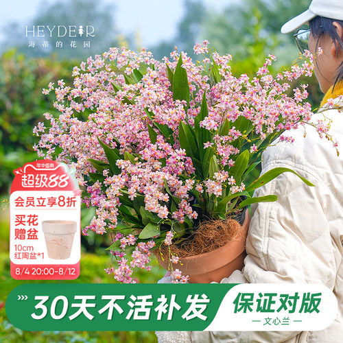 梦香文心兰室内开花香气四溢