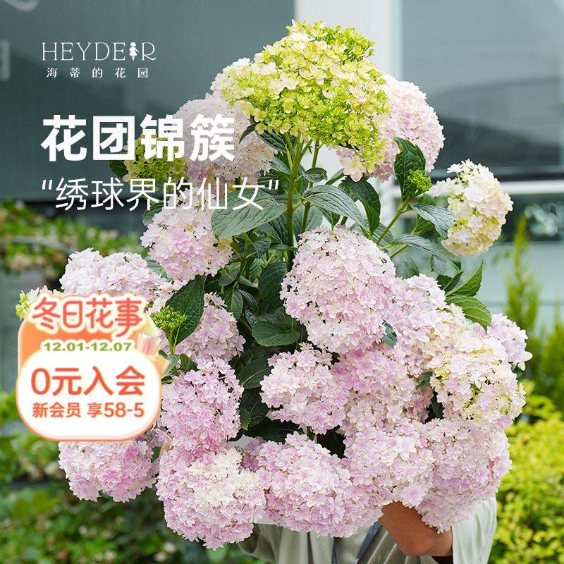 海蒂的花园旗舰店大花绣球万华镜