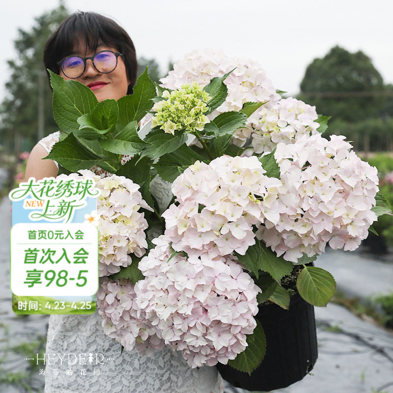 海蒂的花园青岛绣球大花粉白色可爱耐阴阳台露台花卉植物盆栽花苗