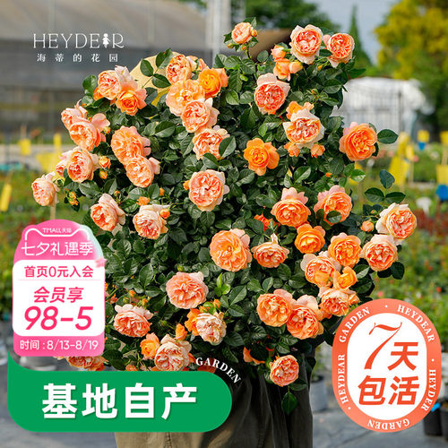 海蒂的花园月季多季开花带苞发货