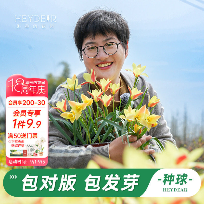 进口郁金香种球海蒂的花园图片