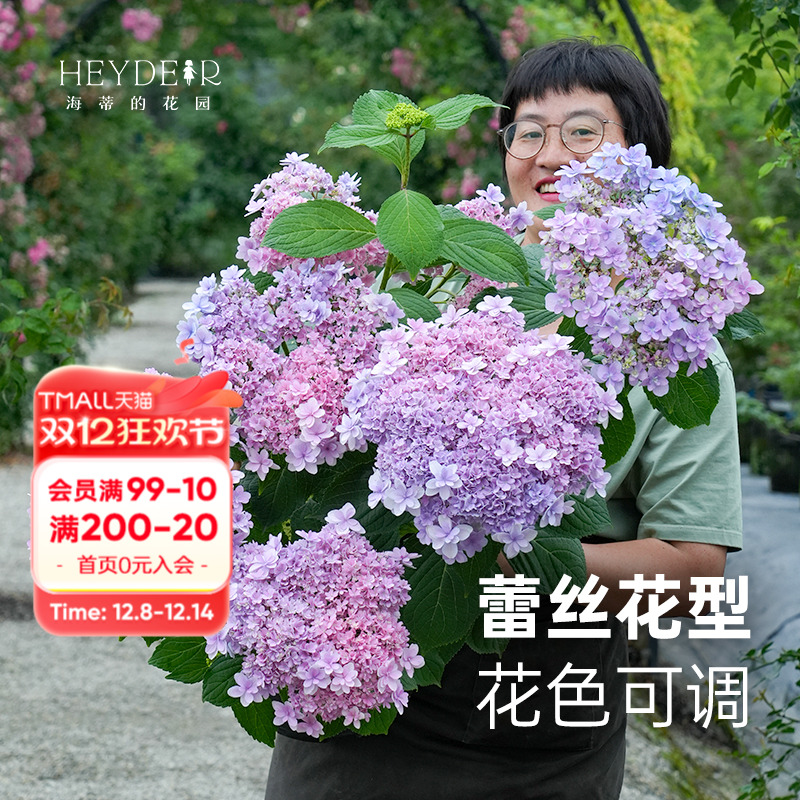 海蒂的花园佳澄可调色耐阴绣球花