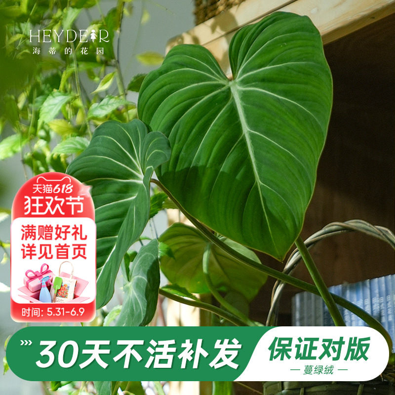海蒂的花园旗舰店荣耀蔓绿绒花卉植物室内花办公室桌面绿植盆栽