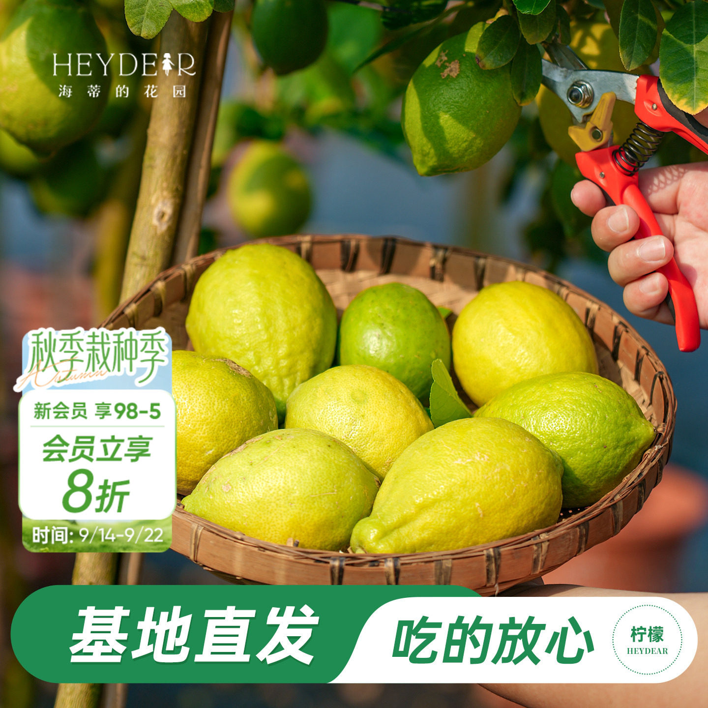 香水柠檬树树苗植物盆栽图片