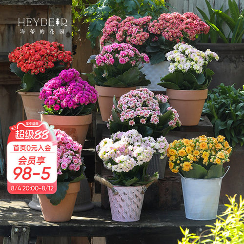 海蒂的花园官方旗舰店长寿花盆栽室内阳台桌面植物花卉带花苞发货