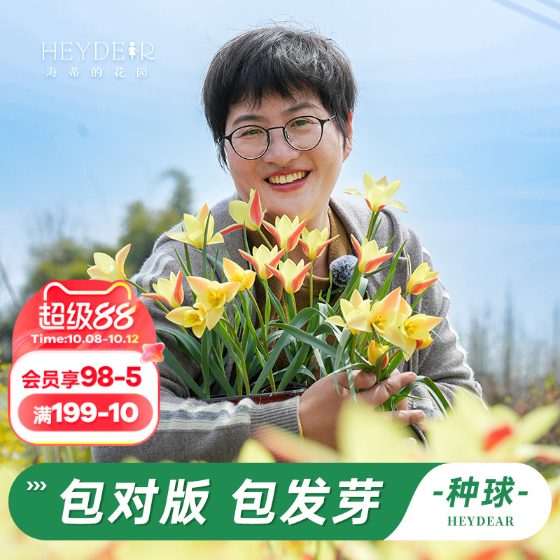 海蒂的花园进口原生郁金香种球可复花多年生花卉盆栽植物球根预售