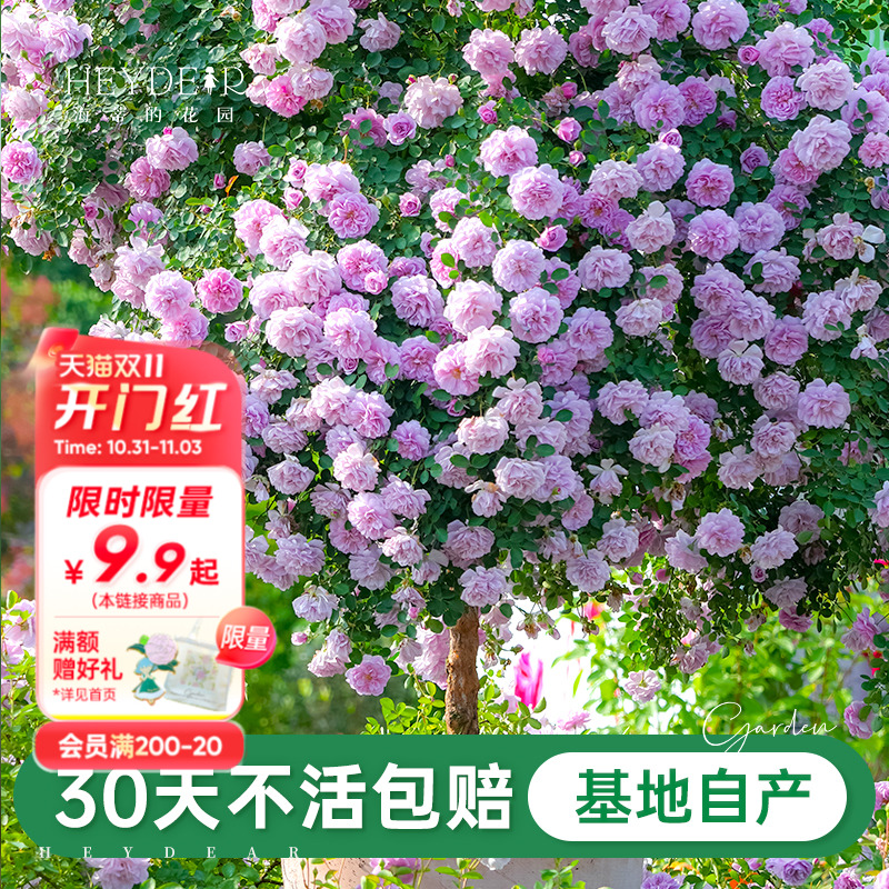 基地自产月季花苗累计销售30万+