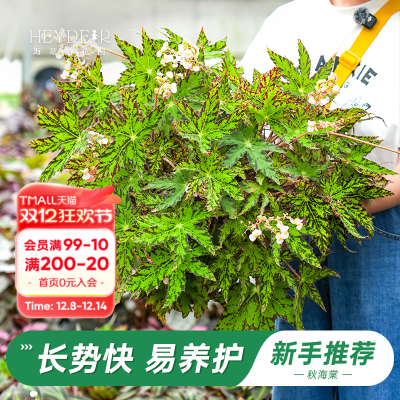 办公室绿植室内开花植物