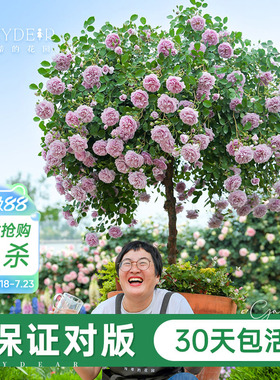 海蒂的花园旗舰店月季花苗蓝色阴雨粉色龙沙宝石爬藤月季大苗盆栽