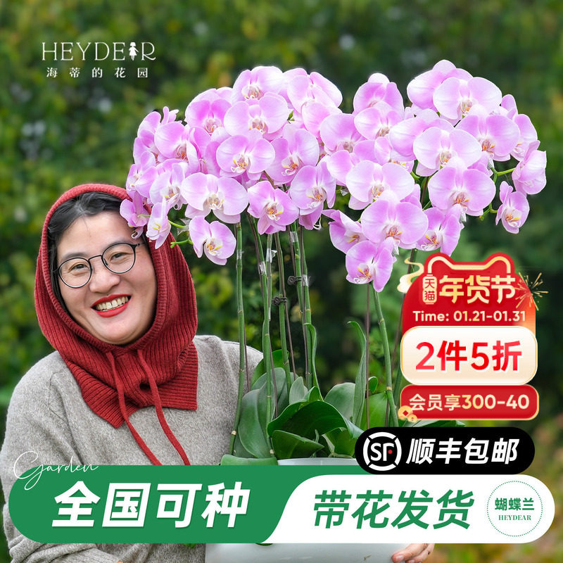 海蒂的花园旗舰店蝴蝶兰带花盆栽带花苞大辣椒年宵花植物室内桌面,鲜花速递/花卉仿真/绿植园艺,国兰/杂交兰/洋兰类,淘宝优惠券,粉丝福利购,淘宝优惠卷