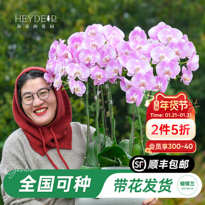 【品牌保障】A级蝴蝶兰带花发货