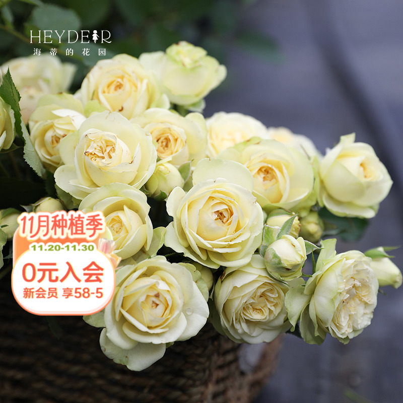 海蒂的花园旗舰店月季花苗奶油龙沙宝石奶油伊甸园花园地栽盆栽苗 - 封面