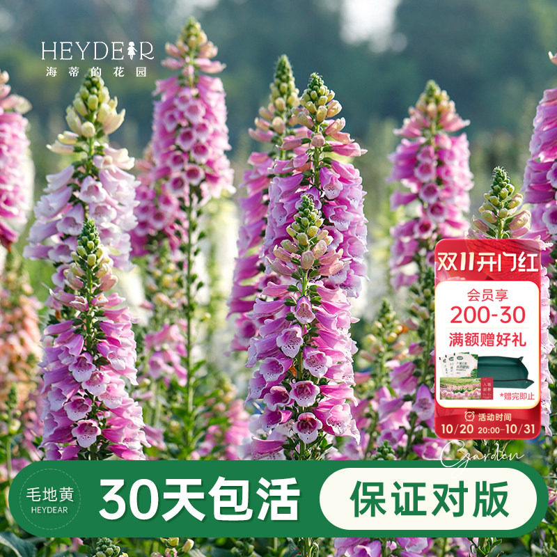 海蒂的花园旗舰店毛地黄花卉盆栽苗花园庭院易活春季开花植物