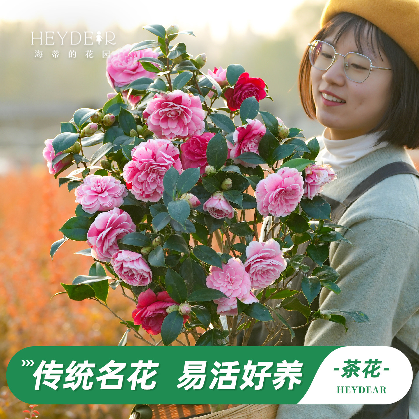 茶花盆栽带花苞30天不活包赔
