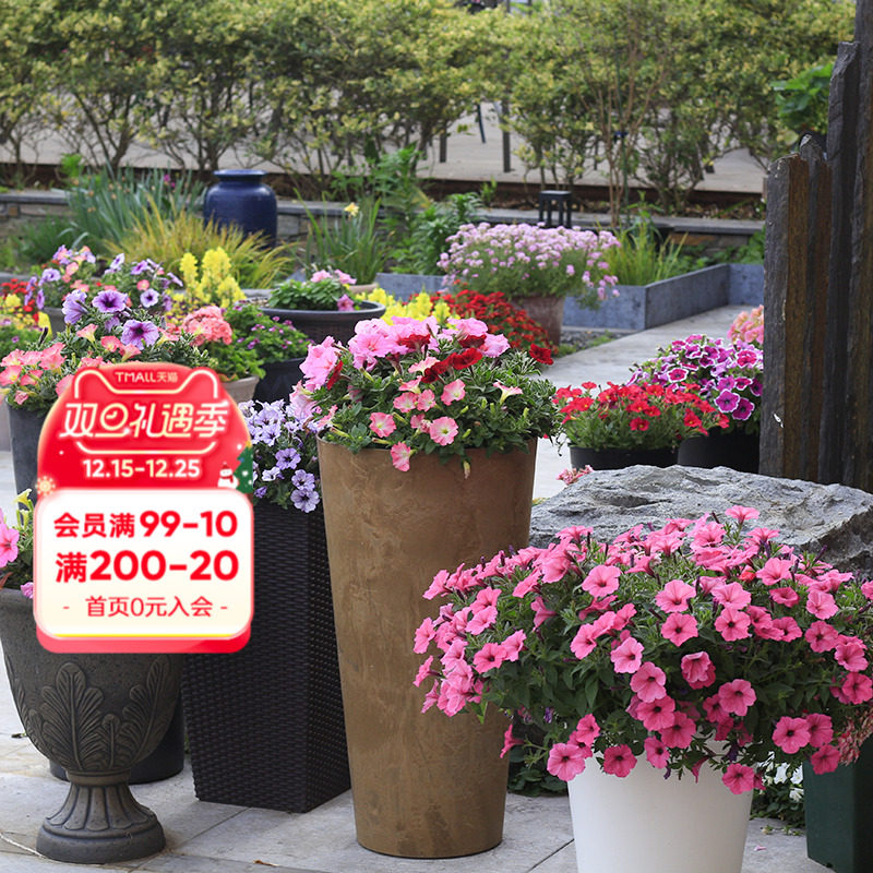 海蒂的花园矮牵牛盆栽