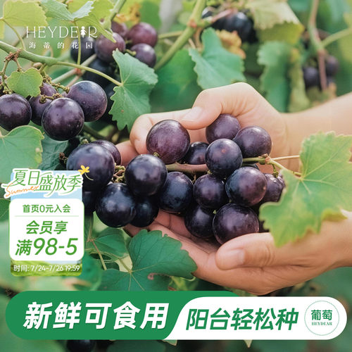 海蒂的花园圆叶葡萄果树苗阳台庭院皮实好养耐热盆栽地栽爬藤果苗