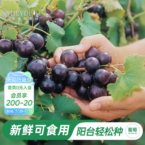 海蒂的花园圆叶葡萄果树苗阳台庭院皮实好养耐热盆栽地栽爬藤果苗