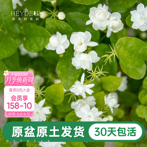 带花苞茉莉花30天养死包赔