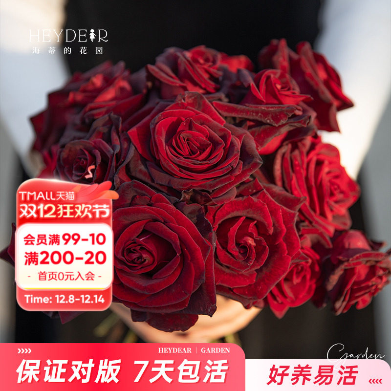 基地自产月季7天包活保证对版